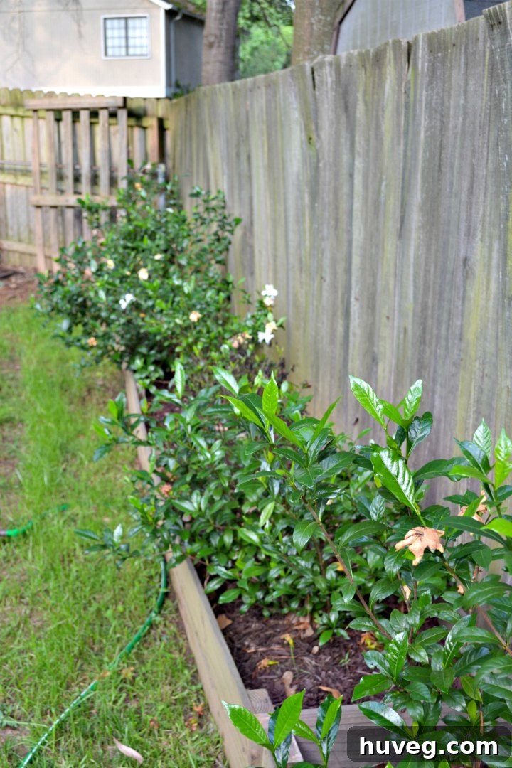 garden beds growing in