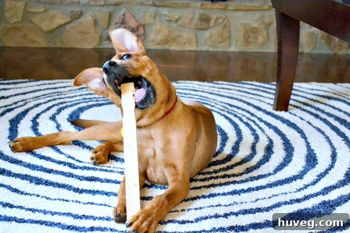 A puppy happily chewing on a paint stick, illustrating simple dog toy alternatives