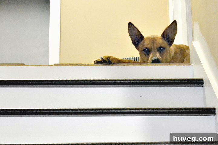 A dog patiently waiting at the top of a staircase for their owner to return home