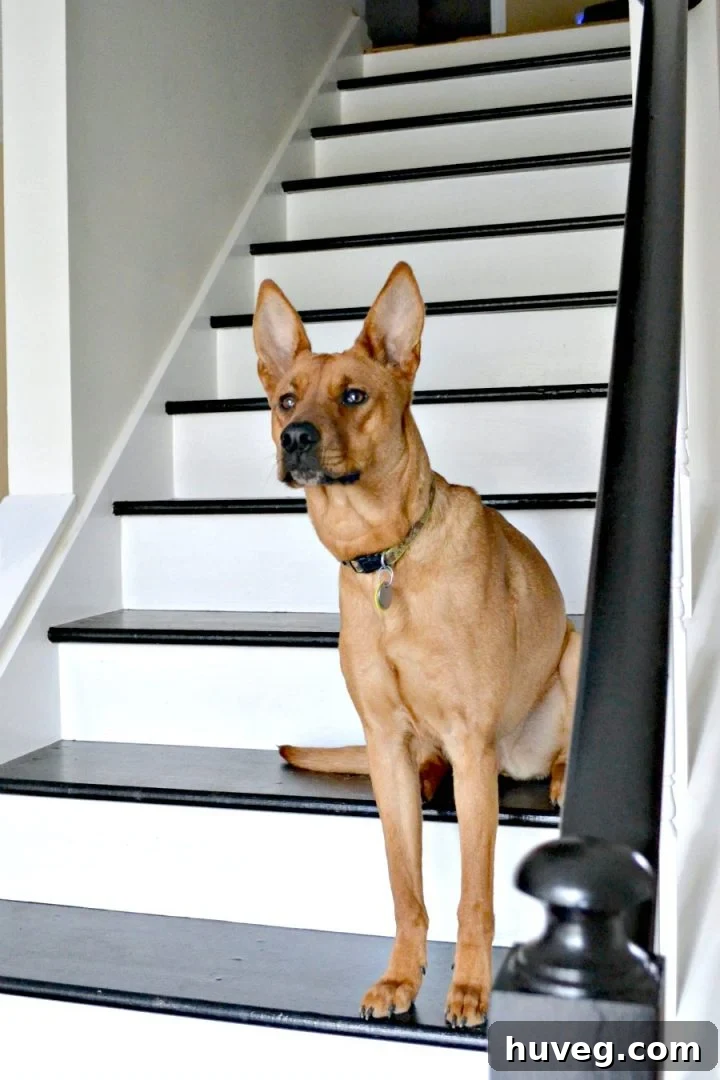 Close-up of Charlie, a dog with expressive eyes, sitting on a stylish black and white painted staircase