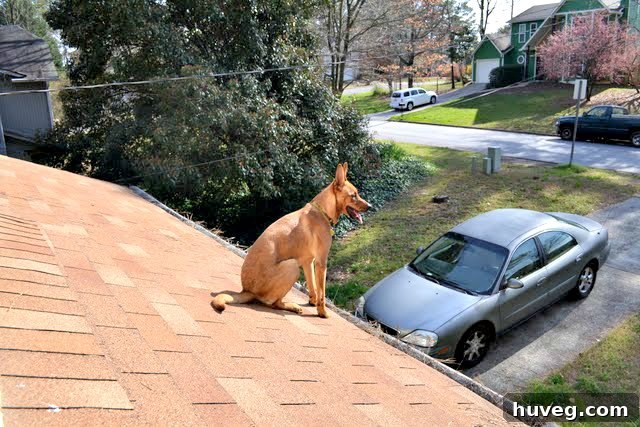 Charlie, the adventurous dog, perched calmly on the roof of a house