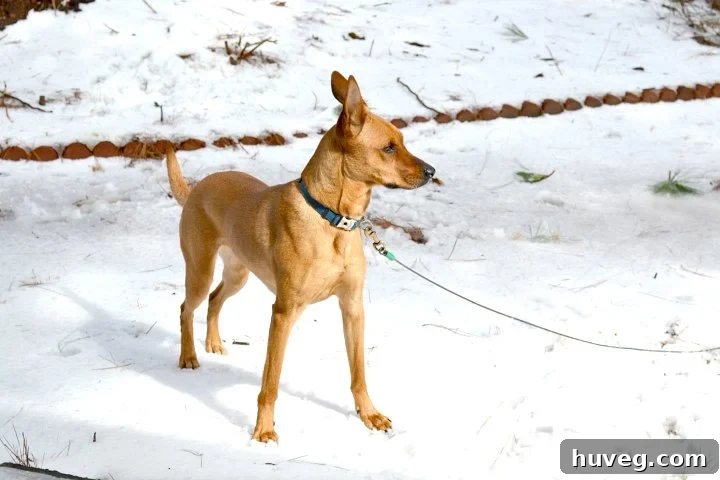 Charlie joyfully playing in her first snowfall