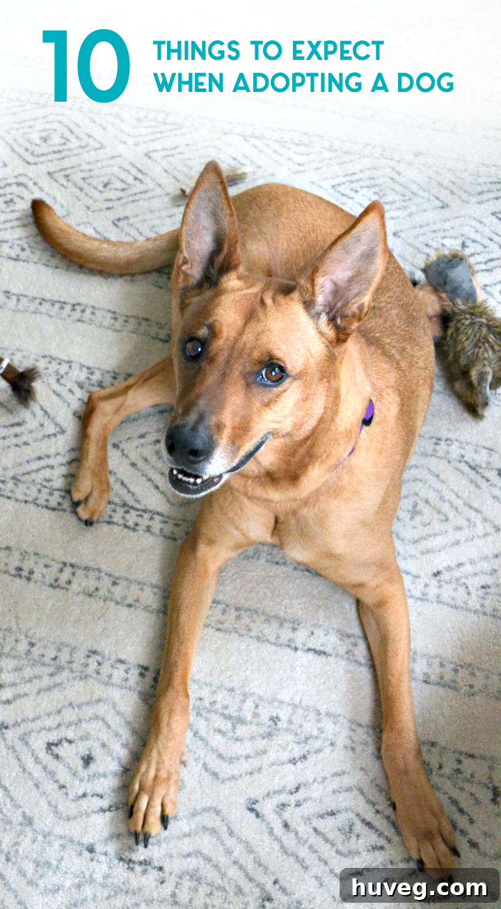 Graphic summarizing ten essential tips for adopting a new dog