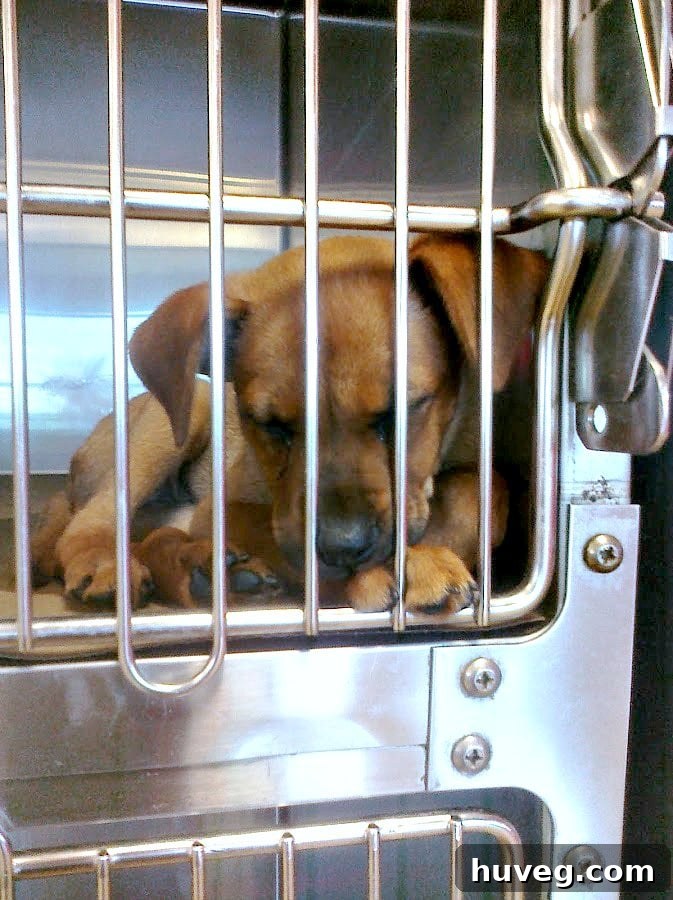 Charlie as a puppy looking sweet and innocent at the Atlanta Humane Society