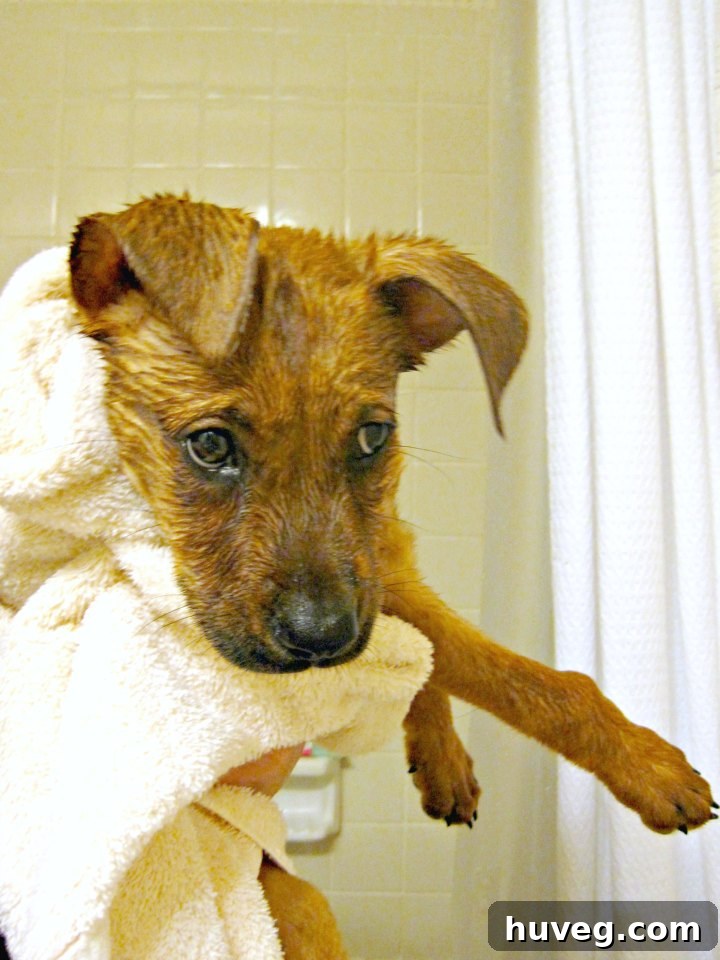 Charlie looking cute and slightly bewildered during her first bath