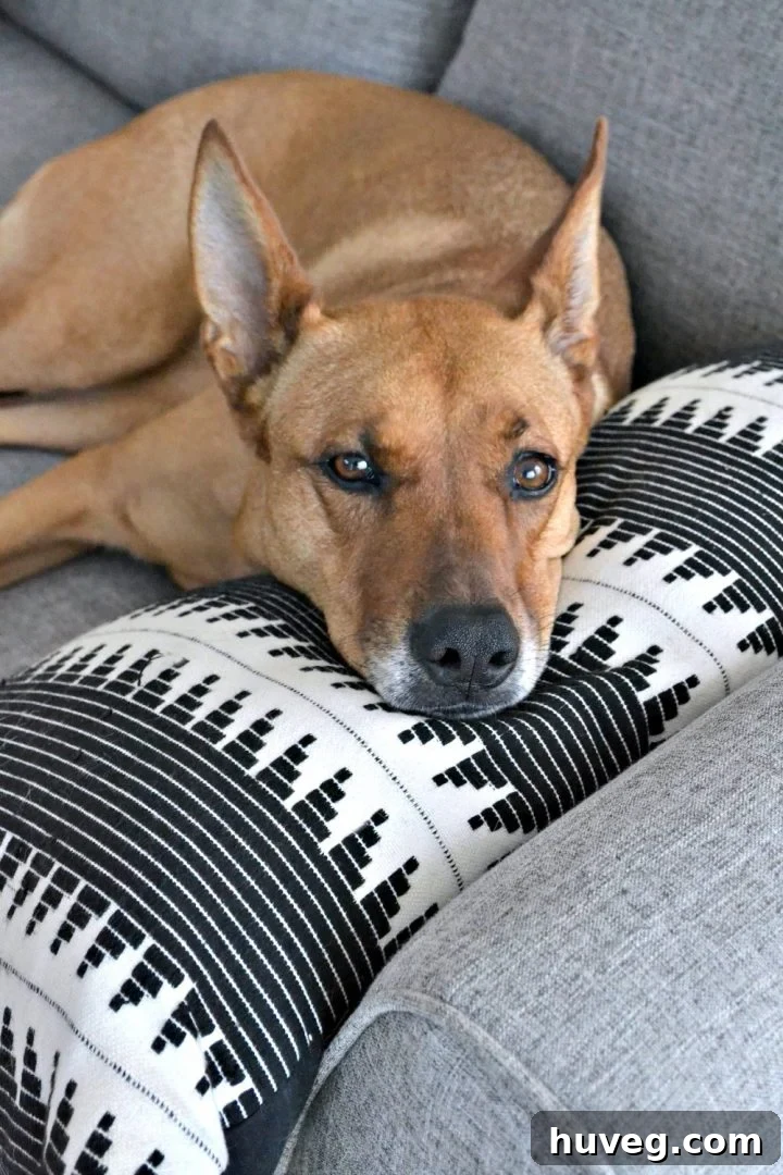 Charlie on end of new gray sectional