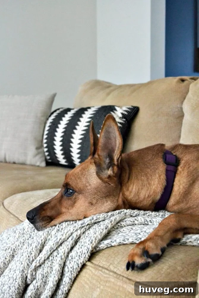 Charlie lounging on the couch