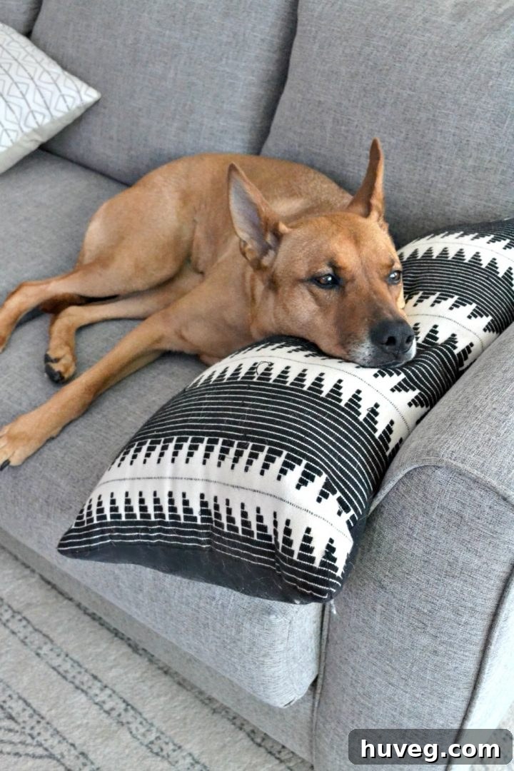 Charlie relaxing on the new sectional and getting everything covered in dog hair