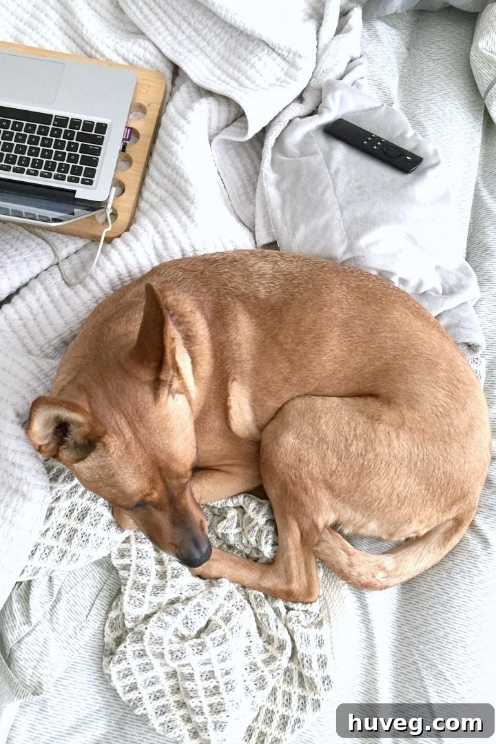Charlie relaxing in bed with me and my laptop