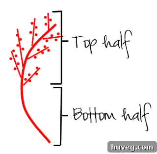 Visual example of top half and bottom half of stem