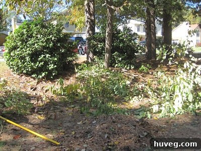 Large, unkempt camellia shrub before pruning, showcasing dense, sprawling foliage.