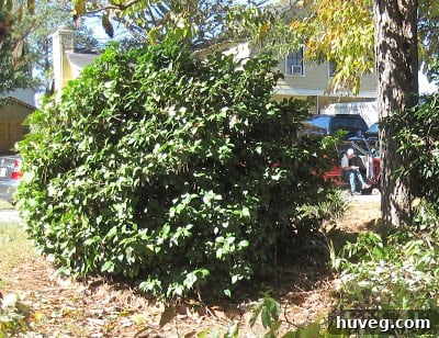 Closer view of an overgrown camellia bush, illustrating the need for strategic pruning.