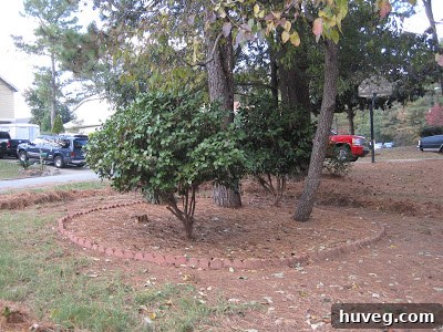 Camellia bush undergoing bottom-up pruning to shape it into a tree form.