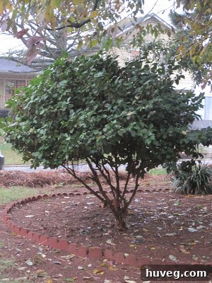 Stunningly reshaped camellia plant, now resembling a small tree, showcasing its glossy leaves and elegant structure.