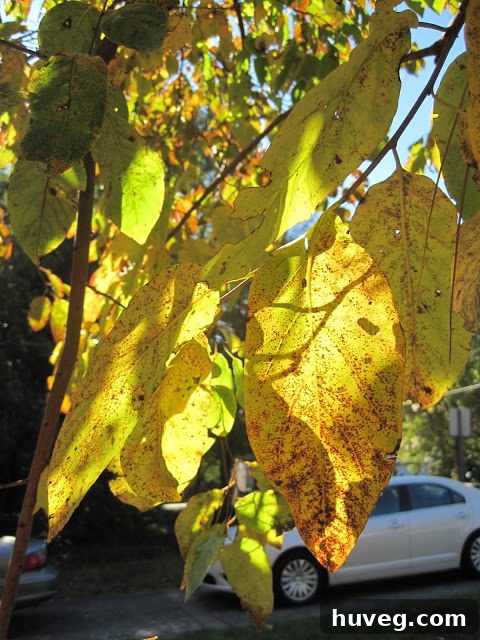 Close-up of a cluster of colorful autumn leaves in various shades of red, yellow, and brown