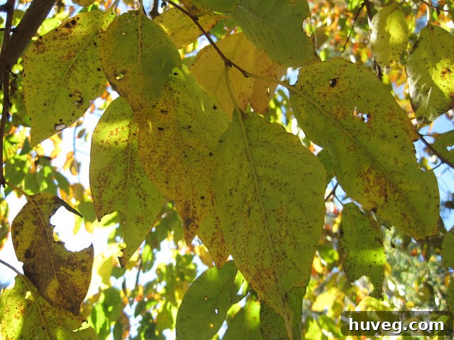 A pathway or section of the yard blanketed by a thick layer of golden and crimson autumn leaves