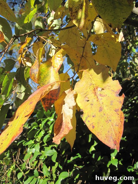 Another perspective of scattered fall leaves, capturing the richness of the autumn season