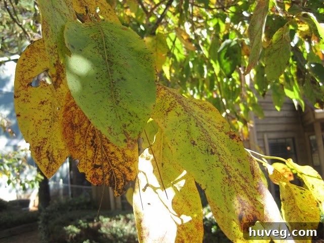 A broad view of the yard covered in fallen leaves, highlighting the scale of autumn cleanup