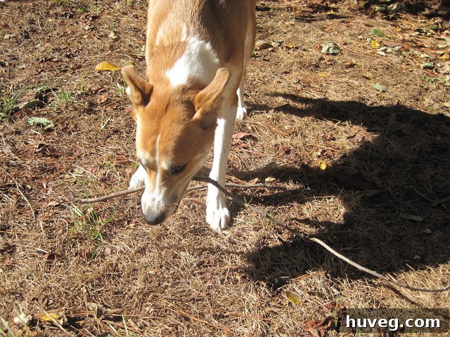 Colby, a young child, actively helping with yard work by collecting sticks among the fall leaves