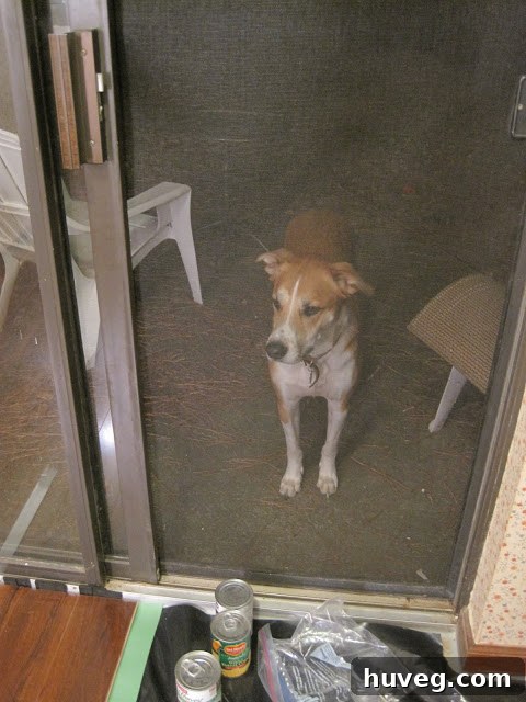 Dog (Colby) watching renovation from the patio.