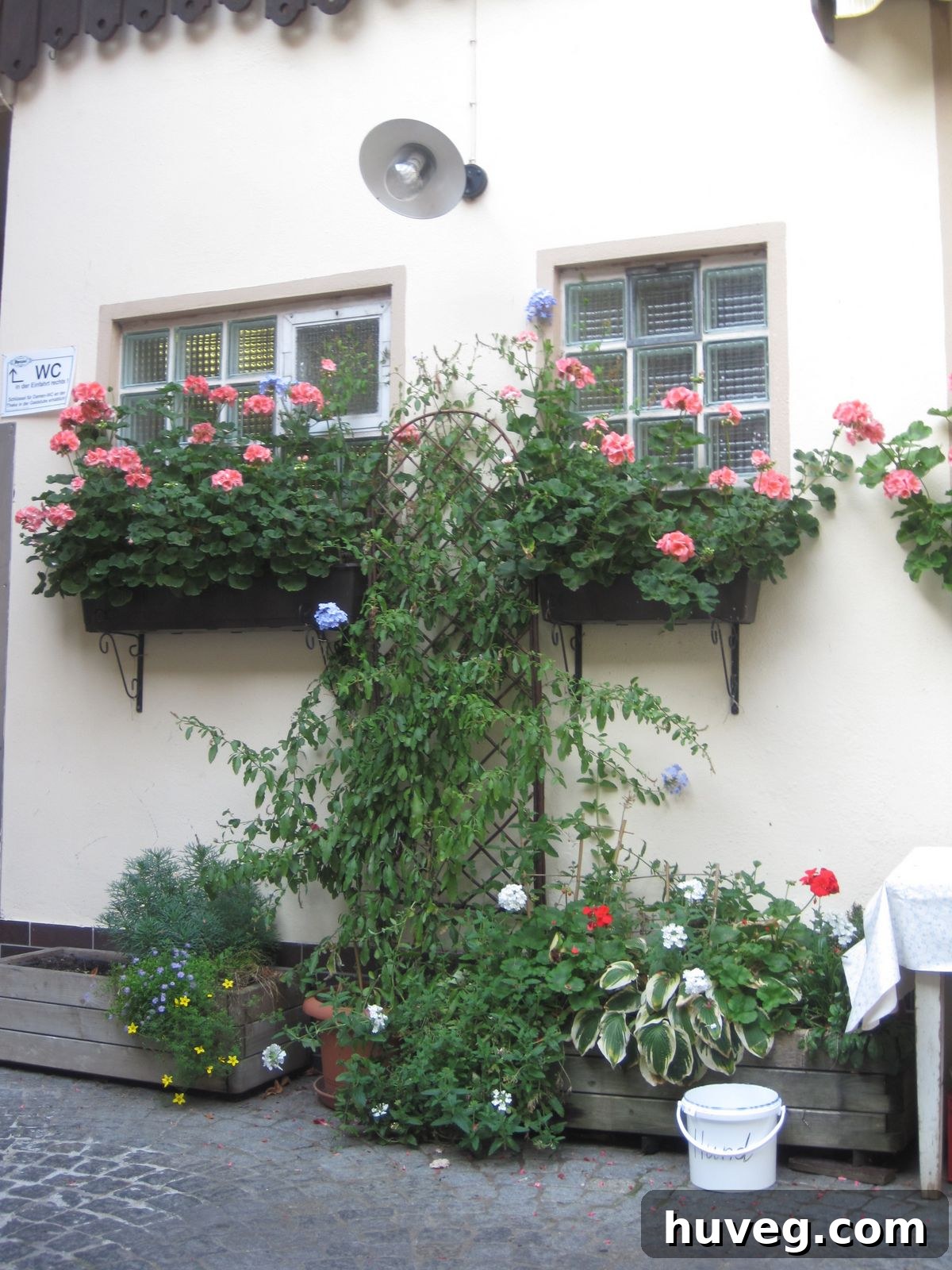 Vibrant flowers blooming in a garden setting