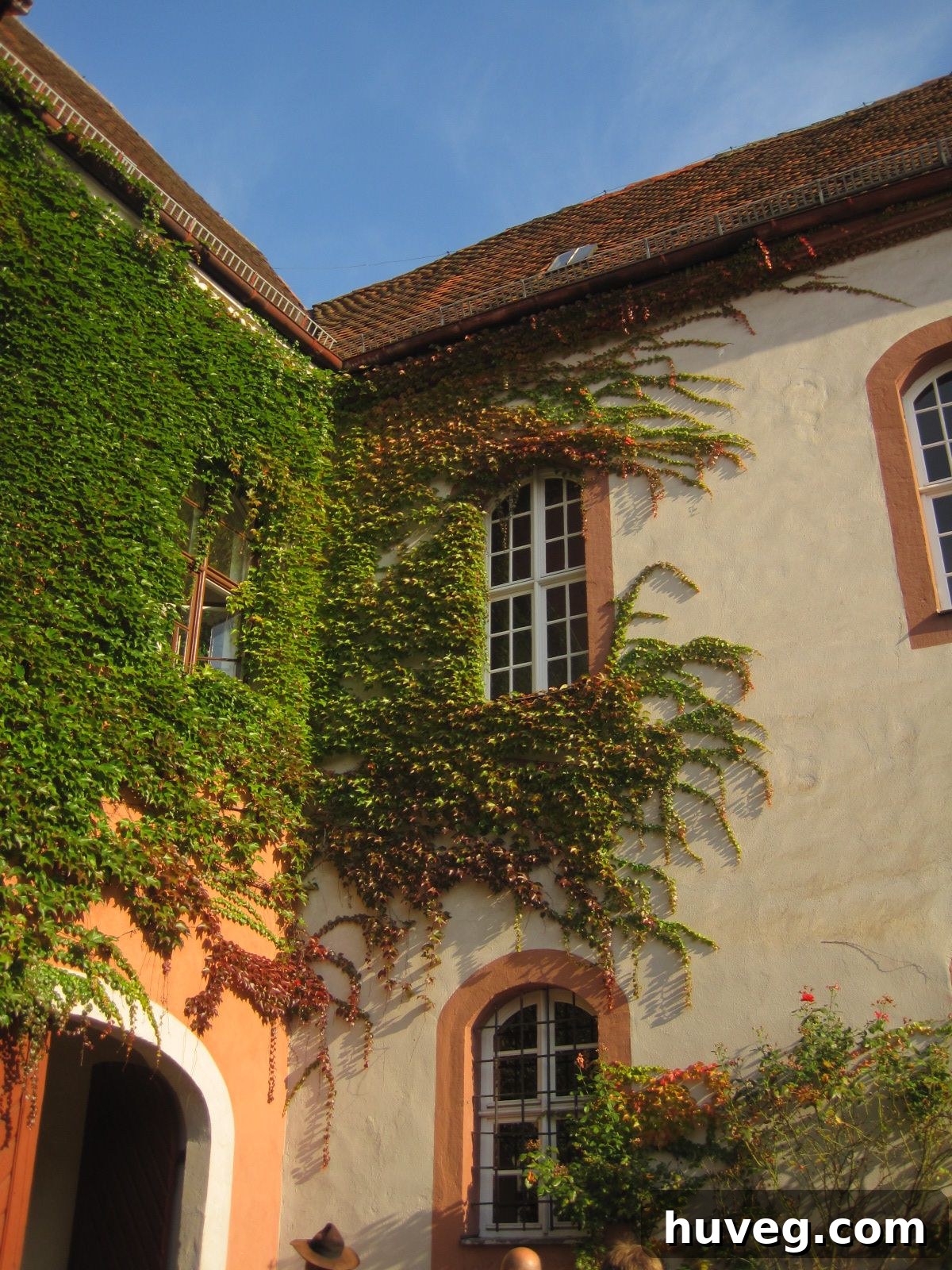Vines sprawling elegantly across a historic building facade