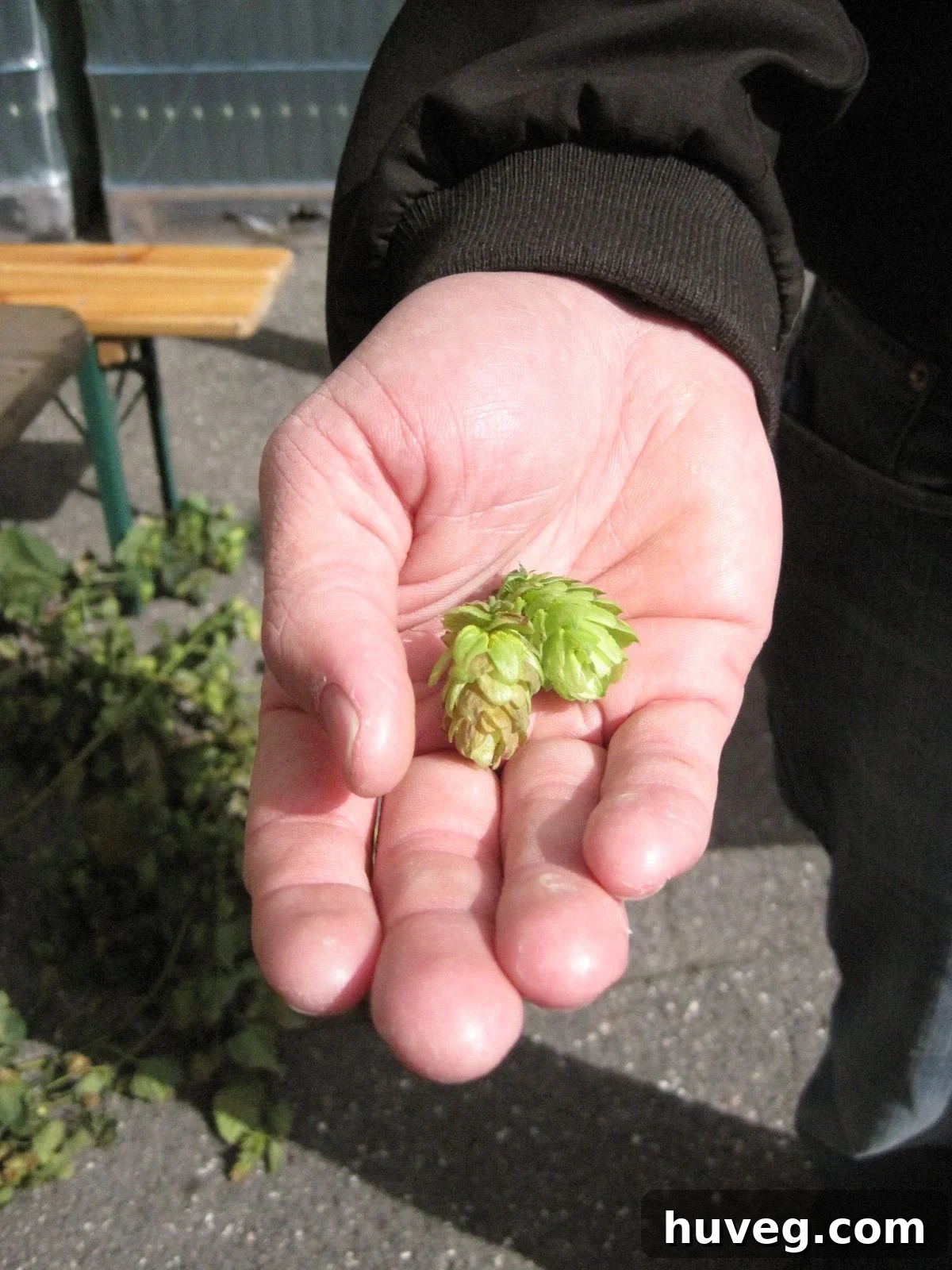 Fresh hops ready for brewing