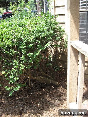 Before image of overgrown hedges obscuring the house foundation