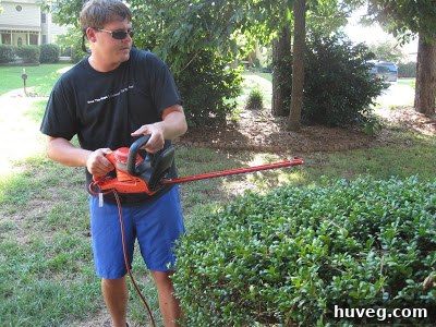 After image of partially trimmed hedges, revealing house siding