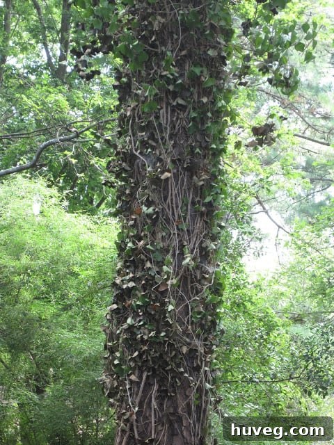 Permanently Eliminate English Ivy 4 After ivy removal showing browning and dying ivy on ground and trees