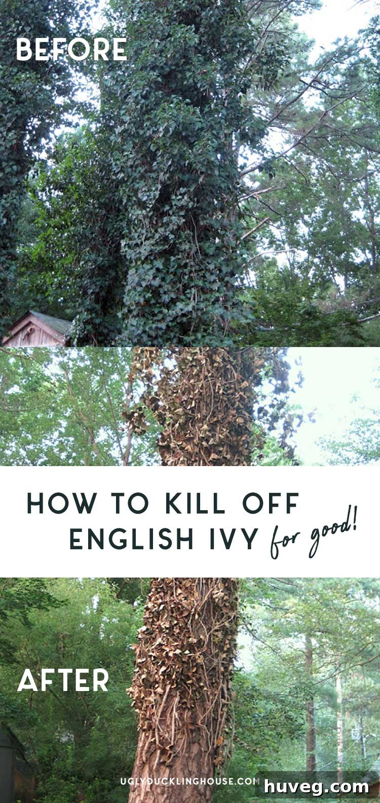 Permanently Eliminate English Ivy 6 How to effectively kill aggressive and invasive English ivy for good, detailed guide