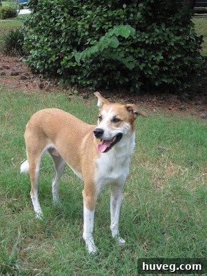 Our dog, Colby, looking playful and happy, possibly after a bath.