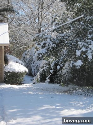 Snow-covered bamboo stalks encroaching on a damaged wooden fence between two yards