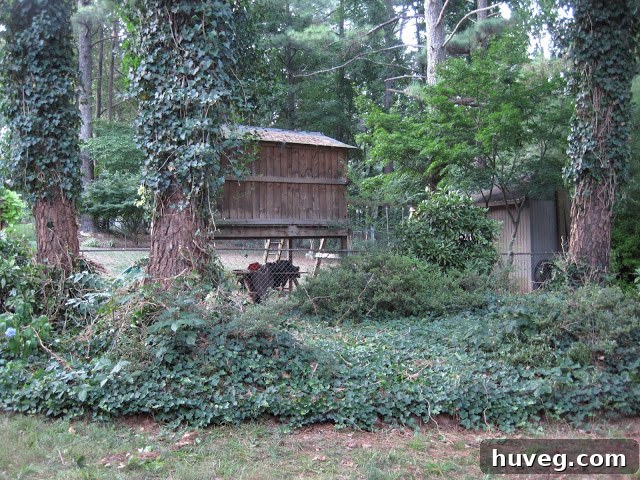 Close-up of Backyard After Initial Ivy Clearing
