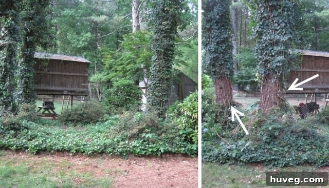Comparative Before and After Shots of Backyard Ivy Removal