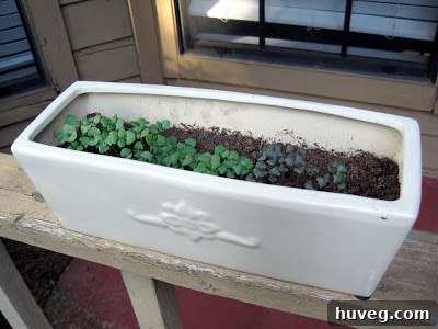 Tiny basil sprouts emerging from a pot on a sunny front porch, signifying a new beginning for a novice gardener.