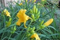 Front Yard Flourishes