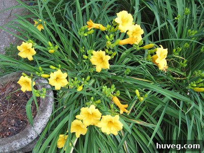 Close-up of a bright yellow spring flower with multiple buds