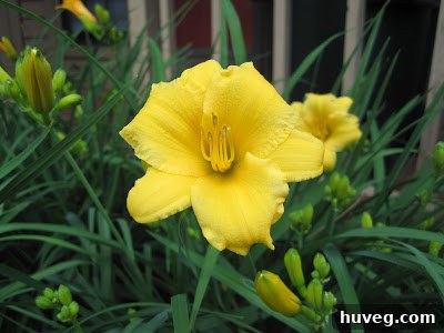 A cluster of yellow spring flowers with green foliage in bloom