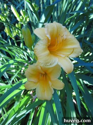 Overhead shot of yellow flowers creating a colorful display in the garden