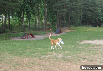 Colby the dog happily catching a frisbee in a sunny park