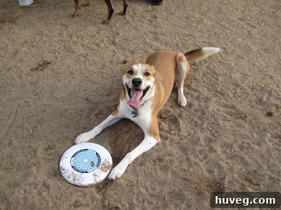 Colby the dog relaxing in the grass after an energetic playtime at the park