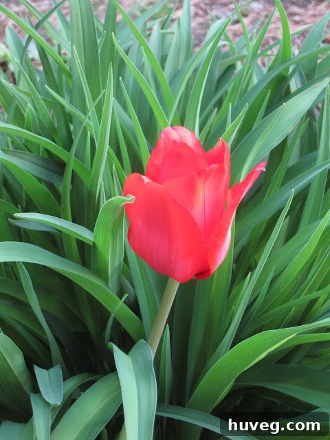 Vibrant fresh greenery emerging vigorously in the front garden, showcasing lush spring foliage and new plant growth.