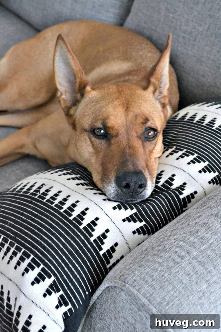 A dog, Charlie, resting on the end of a new gray sectional sofa, highlighting the challenges of keeping furniture clean with pets.