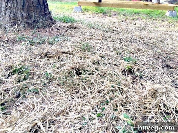 A layer of straw over the grass seed helps protect the seedlings from moisture loss, weather, and birds. 