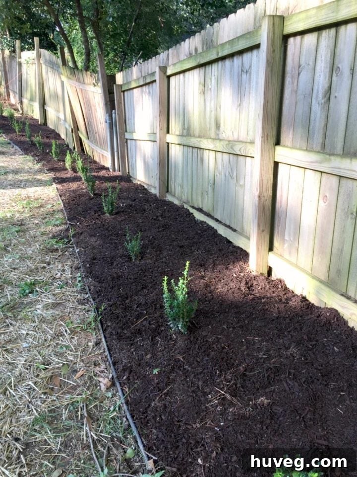 Rear hedge line after mulching, revealing a clean, defined, and vibrant landscape