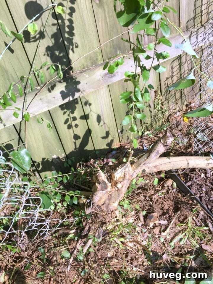 tree growing through fence