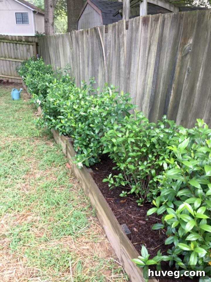 gardenias growing - garden beds 2017