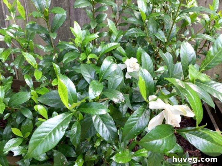 gardenias growing and thriving 2017