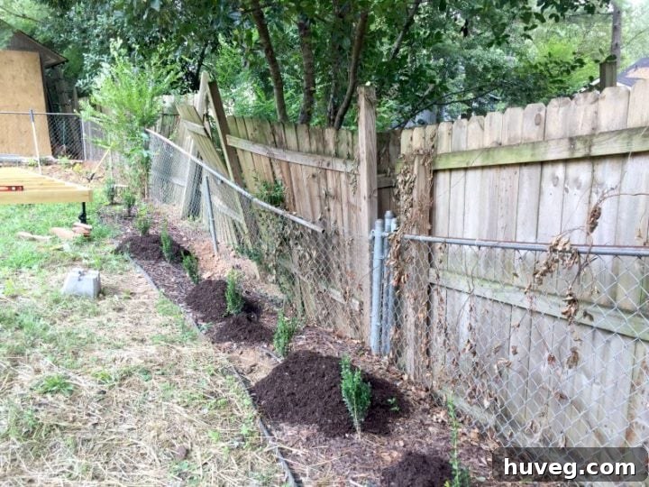 the rear fence line with brown mulch
